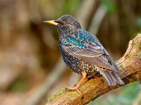 Birds with black wings and white belly. 19 common British birds in your garden | lovethegarden