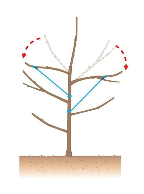 Es gibt ja leute, die die theorie vertreten, dass man obstbäume nicht schneiden braucht, weil das ja „in der natur auch niemand macht. Apfelbaum schneiden: Tipps für jede Baumgröße | Apfelbäume ...