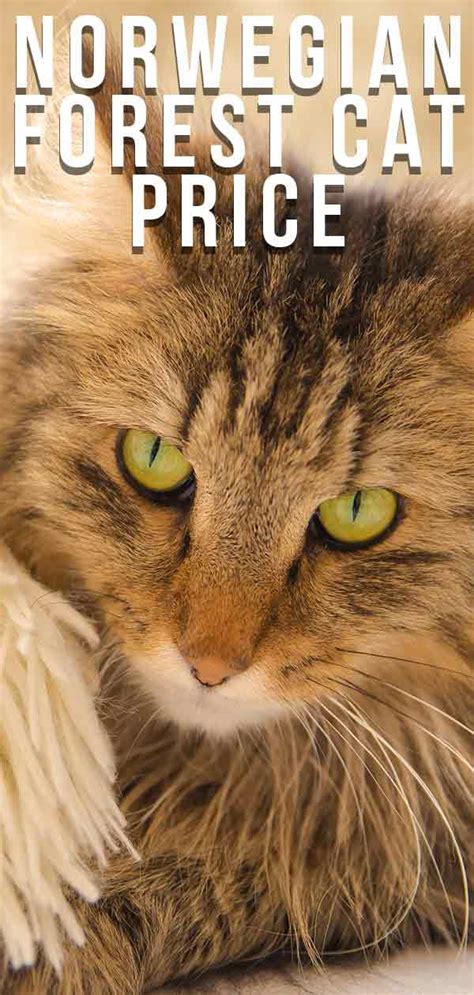 Norwegian Forest Cat Price How Much Will Your New Kitty