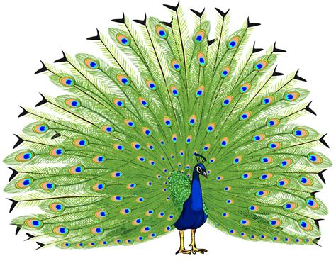 Peacock clipart simplified, Peacock simplified Transparent FREE for download on WebStockReview 2021