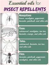 Essential Oils For Insect Control Images