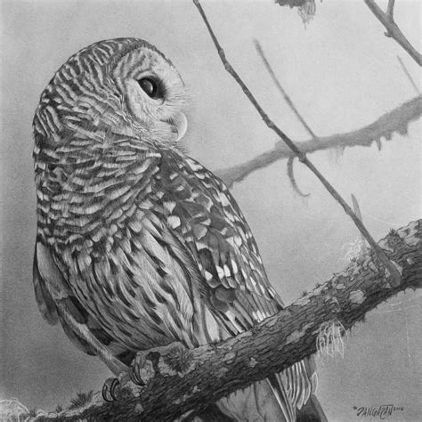 Another Awesome Owl Sketch Owl Canvas Canvas Art Canvas Prints Art