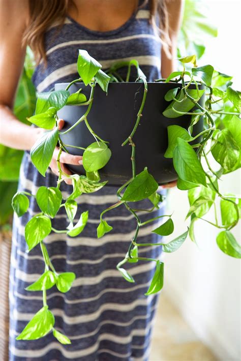 How To Keep Your Houseplants Green And Gorgeous House