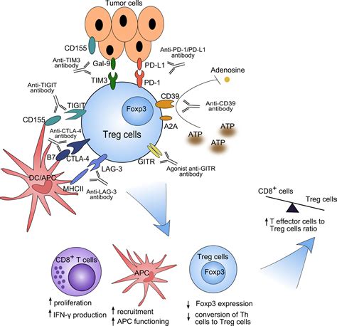Targeting Regulatory T Cells In Anti‐pd‐1pd‐l1 Cancer Immunotherapy