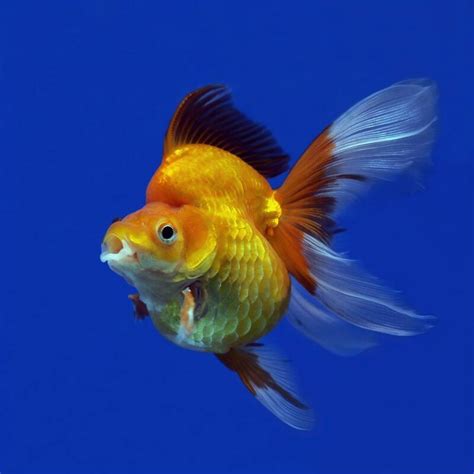 9 Types Of Goldfish You Never Knew You Needed