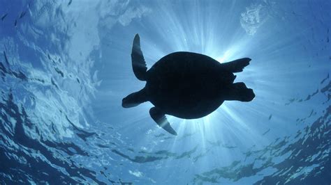 India, goa, ocean, sun, sea, aesthetic, water, no people, waterfront. Turtle HD Wallpaper | Background Image | 1920x1080 | ID ...