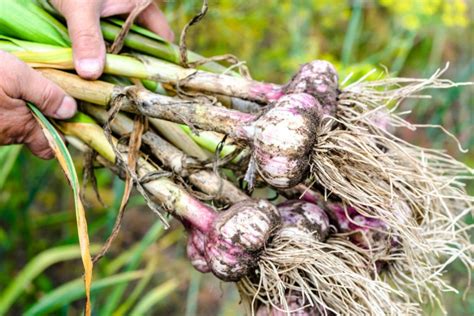 When To Harvest Garlic Scapes 5 Tips For Using Them