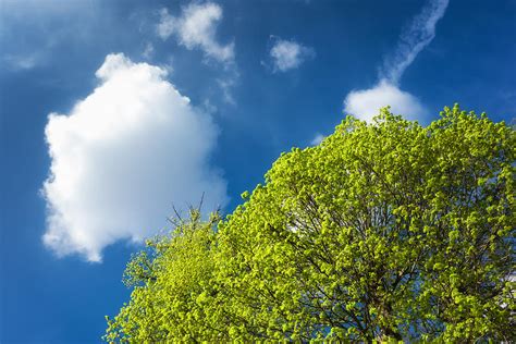 Nature In Spring Bright Green Tree And Blue Sky Photograph By