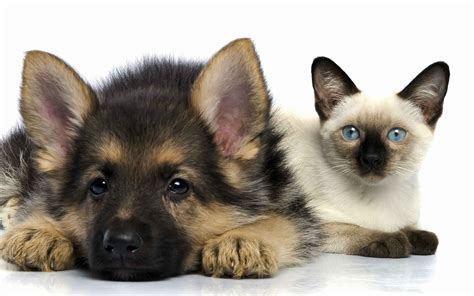 There are two cats and four dogs. cat dog puppies Wallpapers HD / Desktop and Mobile Backgrounds