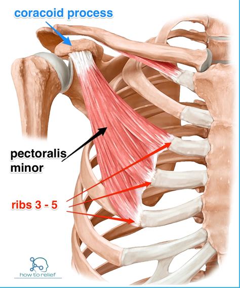 From half the breadth of the anterior surface of the sternum. Pectoralis Minor: Origin, Insertion, Nerve Supply & Action ...
