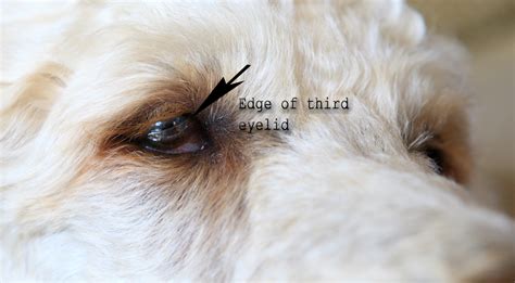 Third Eye Lid — Just Dogs With Sherri