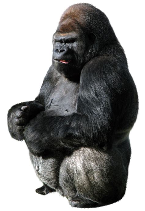 Gorilla Png