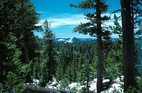 Some of the trees found in this biome are hemlocks, pines, cedars. 10 Interesting Coniferous Forest Facts | My Interesting Facts