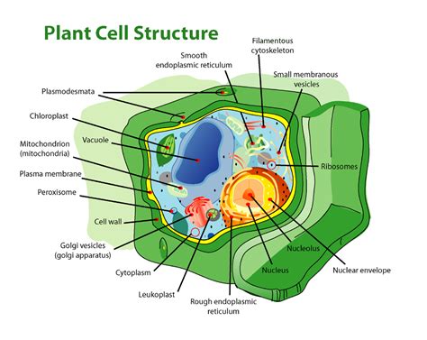 Cell Wall Structure Drawing