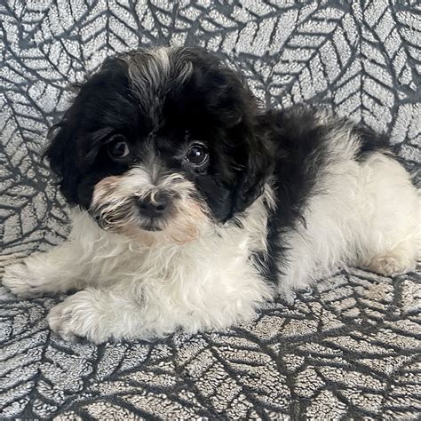 Bichapoo Puppy for Sale ? Heavenly Puppies