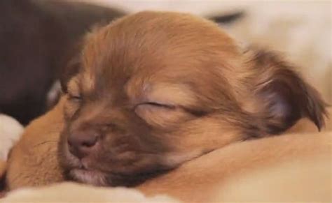 Daily Cute Sleepy Puppies Cuddle Up Together Puppy Cuddles Puppies