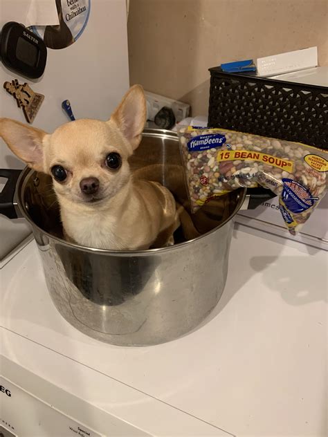 16 Bean Soup Chihuahua