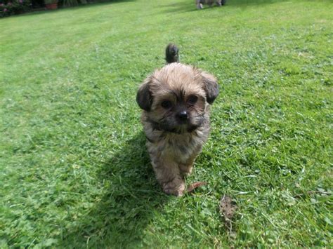 Maybe you would like to learn more about one of these? Shorkie Puppies | Spalding, Lincolnshire | Pets4Homes