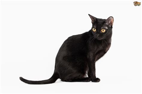 Bombay Cat Breed Facts Highlights And Buying Advice