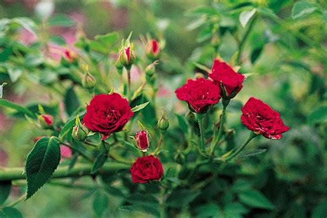 Red Cascade — Antique Rose Emporium