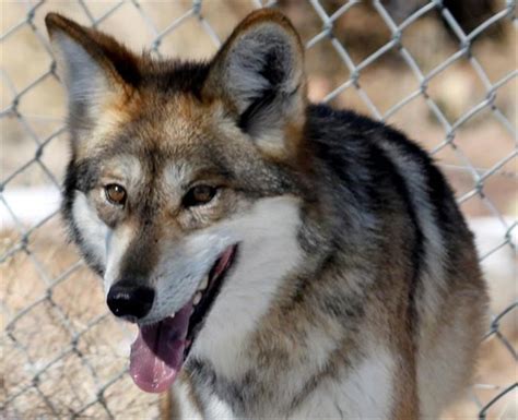 Endangered Mexican Wolf Escapes At Colorado Wildlife Centre Infonews