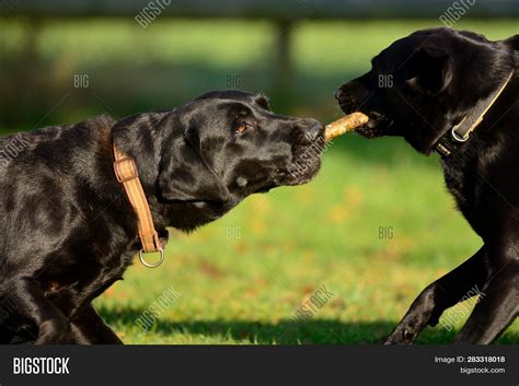 Two Black Labradors Image And Photo Free Trial Bigstock
