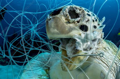 Green Sea Turtle Drowned Hooked And Tangled In Fishing Line Stock
