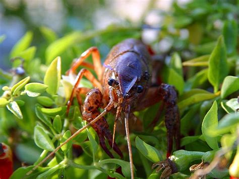 Go as far as you can — way out yonder where the crawdads sing. Free picture: crawfish, crawdads, crayfish