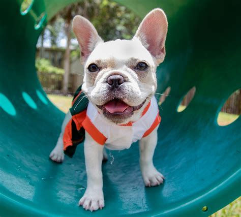 List 10 Best Dog Parks In Tampa