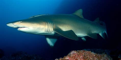 Sizing Up Australias Eastern Grey Nurse Shark Population Marine