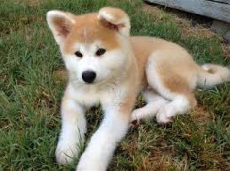 Hokkaido Dog Breed Information Images Characteristics Health
