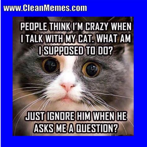 For all cat lovers here is collection of some really funny cat memes, we hope you will enjoy them at your best. Pin by Clean Memes on Clean Memes | Funny cat memes, Warrior cat memes, Cat memes clean