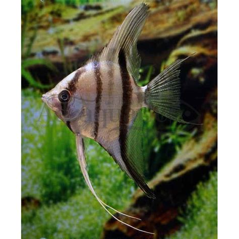 Kelompok angelfish laut sering terlihat di sekitar terumbu karang. (BANDUNG) IKAN HIAS RIO XINGU ANGELFISH MANFISH AIR TAWAR ...