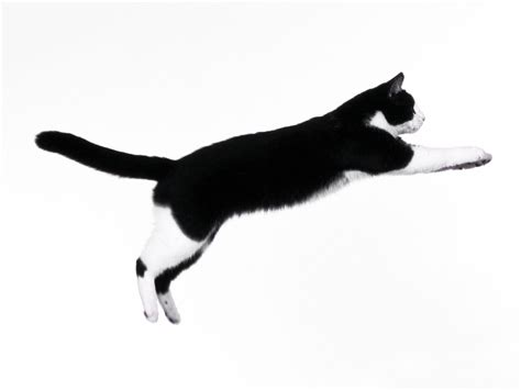 Jumping Cat Wallpapers High Quality Download Free
