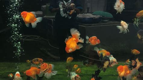 10 Jenis Ikan Goldfish Yang Populer Di Kalangan Pecinta Ikan Hias