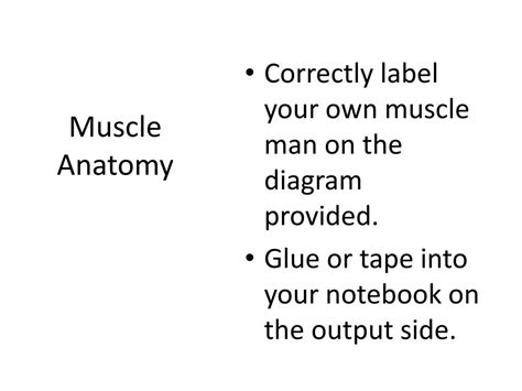 Ppt Muscle Anatomy Powerpoint Presentation Free Download Id1982562
