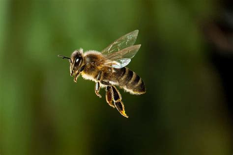 Maths Explains How Bees Can Stay Airborne With Such Tiny Wings New