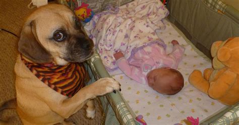 20 Of The Cutest Pictures Of Dogs And Babies On The Internet