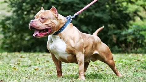 Pitbull Dog Breeds Amstaffs American Bullies And Standard Apbts