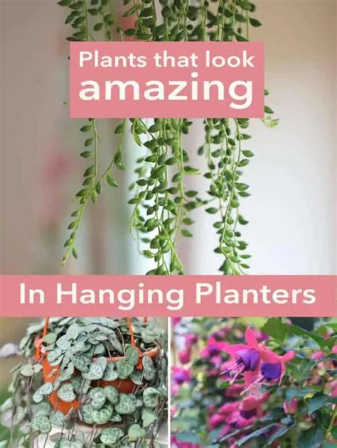 Best Plants For Hanging Planters Story Artsy Pretty Plants