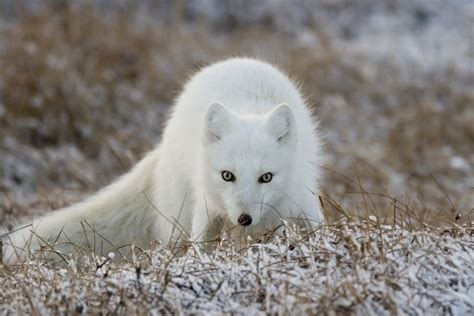 10best Cool Animals In Alaska Slideshows Photo Gallery By