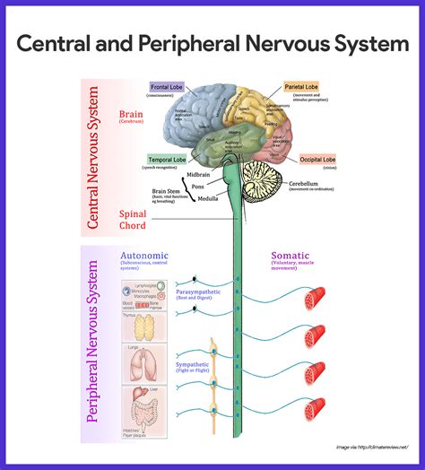 The central nervous system and the peripheral nervous system. Nervous System Anatomy and Physiology | Human nervous ...