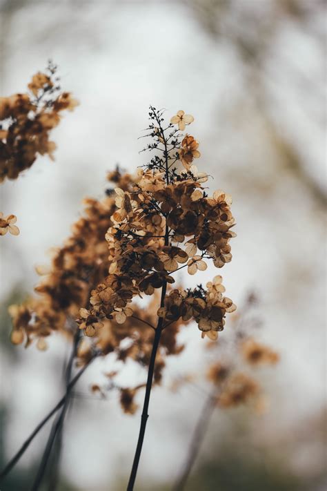무료 이미지 나무 자연 분기 눈 겨울 사진술 햇빛 아침 가을 서리 봄 반사 흙 식물학 플로라 수국