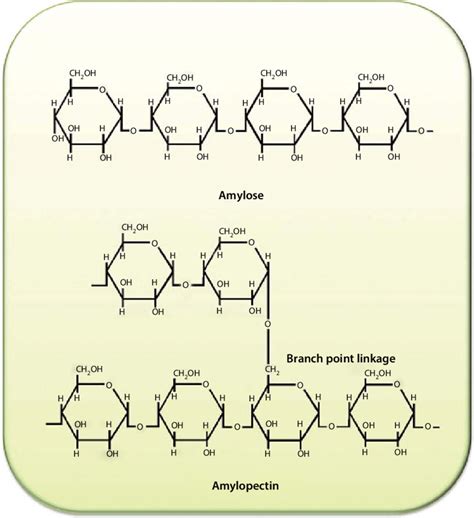 2 Chemical Structure Of Amylose And Amylopectin Download Scientific