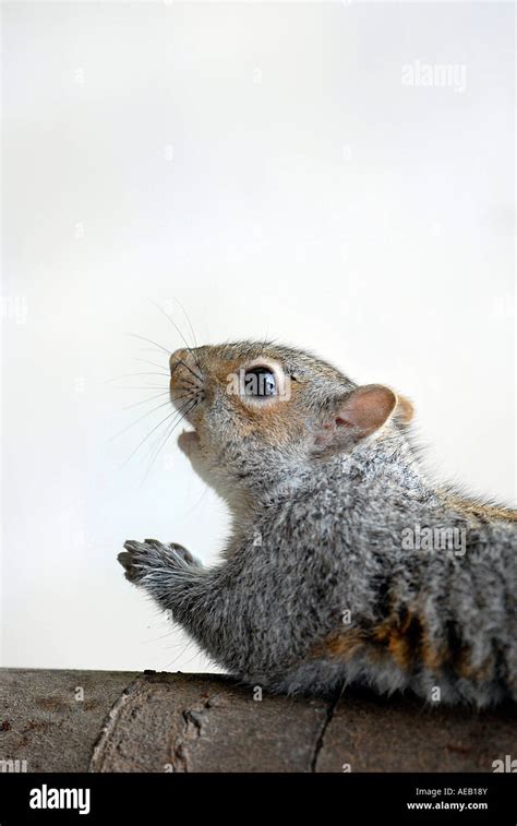 A Little Grey Squirrel Praying Stock Photo Alamy
