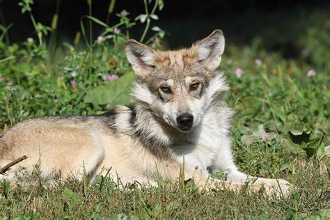 Report Mexican Gray Wolf Is A Subspecies Will Keep Endangered Status