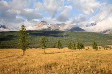 Altai Snow Mountain And Steppe Forest Stock Image Image Of Alpinizm