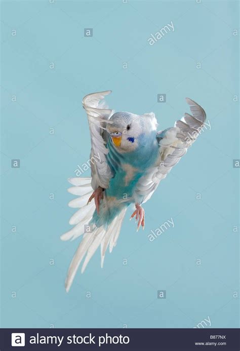 Young Budgerigar Flying Melopsittacus Undulatus Stock Photo