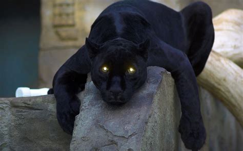 Panther With Glowing Eyes In A Cage On The Stones Phone