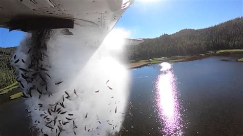 ‘aerial Stocking Viral Video Shows Clouds Of Fish Falling From Plane
